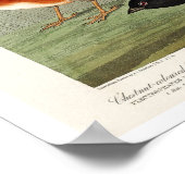 Finch, Siskin, Jagd von Audubon Poster (Ecke)