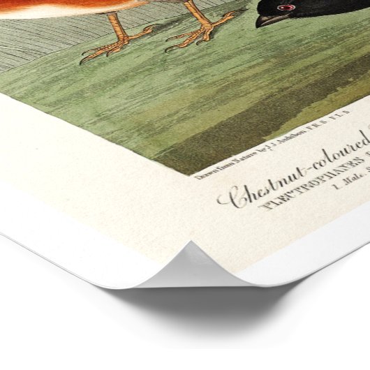 Finch, Siskin, Jagd von Audubon Poster (Ecke)