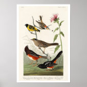 Finch, Siskin, Jagd von Audubon Poster (Vorne)