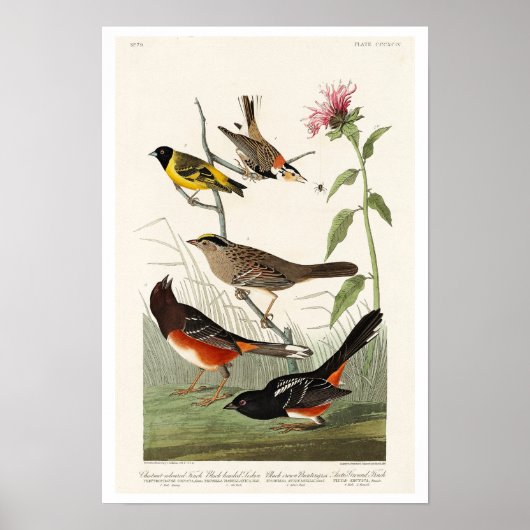 Finch, Siskin, Jagd von Audubon Poster (Vorne)
