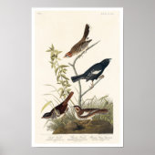 Finch, Sparrow von Audubon Poster (Vorne)