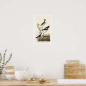 Finch, Sparrow von Audubon Poster (Küche)