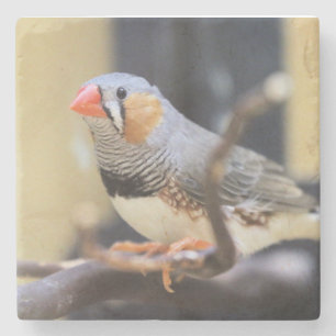 Finch Steinuntersetzer