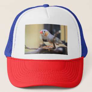 Finch Truckerkappe