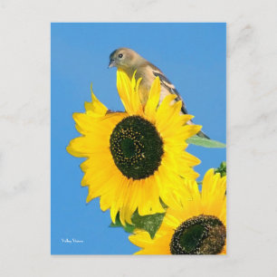 Finch und Blume Postkarte