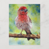 Finchy Postkarte (Vorderseite)