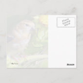 Finde auf Sonnenblumen Postkarte (Rückseite)