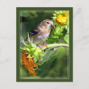 Finde auf Sonnenblumen Postkarte