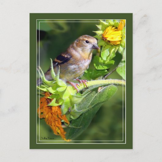 Finde auf Sonnenblumen Postkarte (Vorderseite)