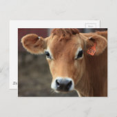 Findest du nicht, dass ich Hübsch Jersey Cow bin? Postkarte (Vorne/Hinten)