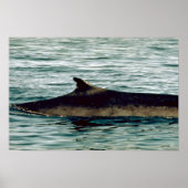 Findwal Poster (Vorne)