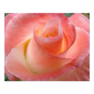 Fine Art Fotografie Kunst Drucke Rosa Rose Blume