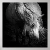 Fine Art Pony Head und Mane Print Poster (Vorne)