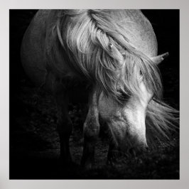 Fine Art Pony Head und Mane Print Poster