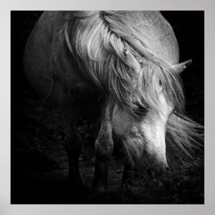 Fine Art Pony Head und Mane Print Poster