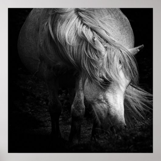 Fine Art Pony Head und Mane Print Poster (Vorne)