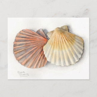 Fine Art Post Card - Muscheln, Aquarell Postkarte