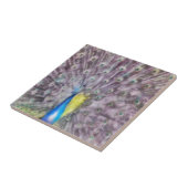 Fine Feather Peacock Paating Plumage Fliese (Seite)