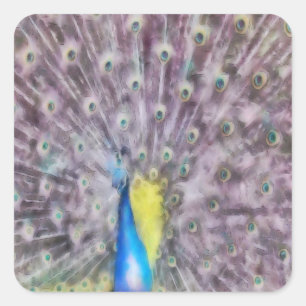 Fine Feather Peacock Paating Plumage Quadratischer Aufkleber