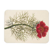 Fine Leaved Paeony Magnet (Horizontal)