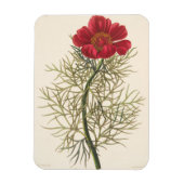 Fine Leaved Paeony Magnet (Vertikal)
