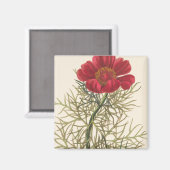 Fine Leaved Paeony Magnet (Vorderseite/Rückseite)