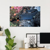 Finespotted Moray Poster (Heimbüro)