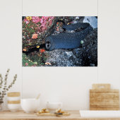 Finespotted Moray Poster (Küche)