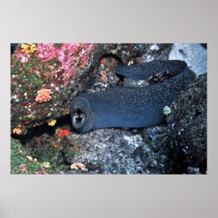 Finespotted Moray Poster