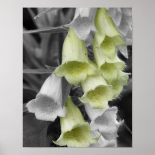 Fingerhutblüten Teilfarbe Poster