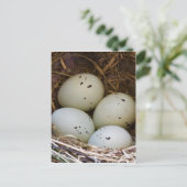 Finkeneier und Nest Postkarte (Stehend Vorderseite)