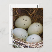 Finkeneier und Nest Postkarte (Vorne/Hinten)