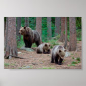 Finland bears poster (Vorne)