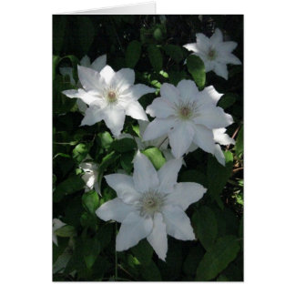 Finnisch-Hyvää Syntymäpäivää-weiße Blume