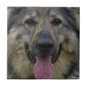 Finnische Lapphund Fliese (Vorderseite)