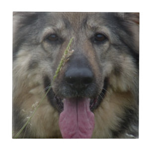 Finnische Lapphund Fliese