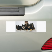finnische lapphund Gruppe Autoaufkleber (Auf Auto)