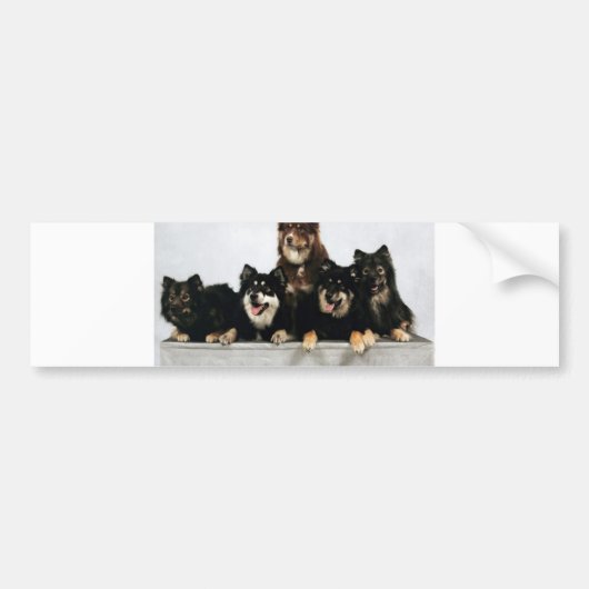 finnische lapphund Gruppe Autoaufkleber (Vorne)