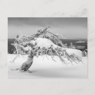 Finnische Winternaturkarte Postkarte