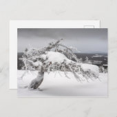 Finnische Winternaturkarte Postkarte (Vorne/Hinten)