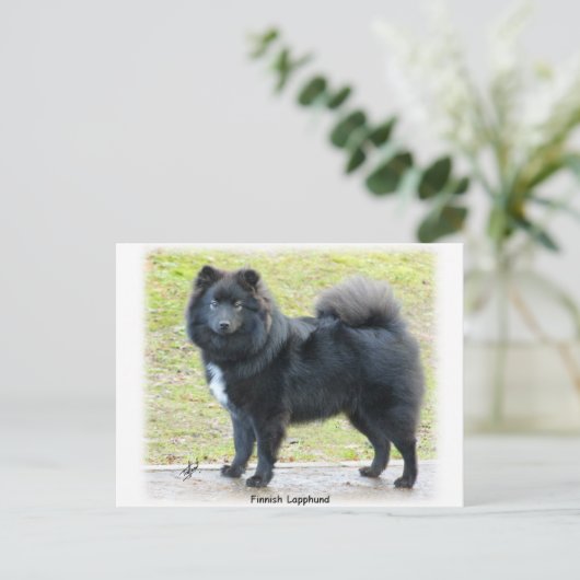 Finnischer Lapphund 9T039D-027 Postkarte (Stehend Vorderseite)
