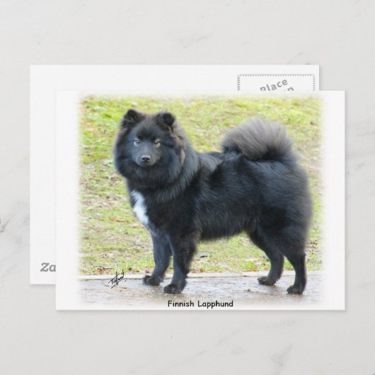 Finnischer Lapphund 9T039D-027 Postkarte (Vorne/Hinten)