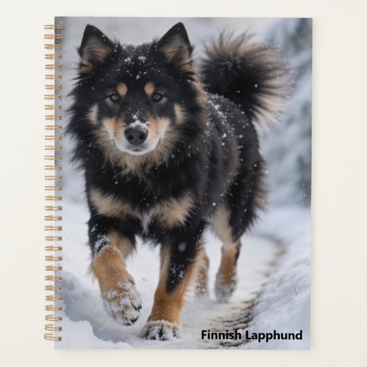 Finnischer Lapphund Planer (Vorderseite)