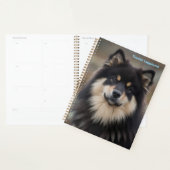 Finnischer Lapphund Planer (Anzeige)