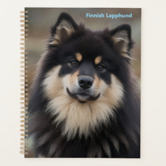 Finnischer Lapphund Planer
