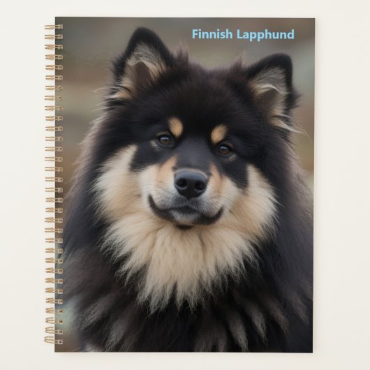 Finnischer Lapphund Planer (Vorderseite)