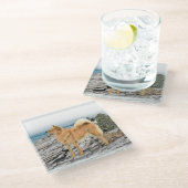 Finnischer Spitz beim Seashore-Gemälde - Hundekuns Glasuntersetzer (Schrägansicht)