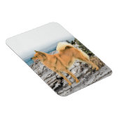 Finnischer Spitz beim Seashore-Gemälde - Hundekuns Magnet (Rechte Seite)
