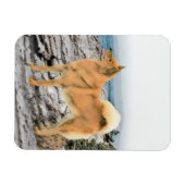 Finnischer Spitz beim Seashore-Gemälde - Hundekuns Magnet (Horizontal)
