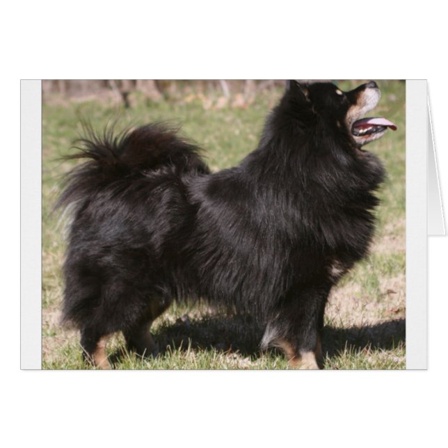 finnish lapphund full.png (Vorderseite (Horizontal))